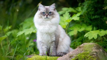 Regal Neva Masquerade Cat in Lush Garden Greenery wallpaper