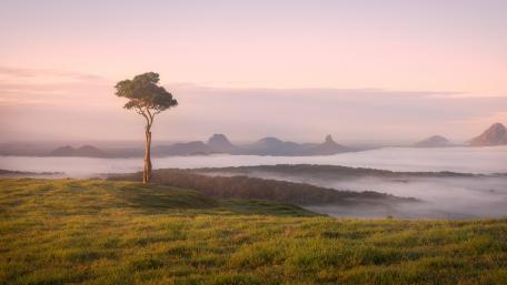 Lone Tree at Sunrise Over Misty Maleny Hinterland Australia wallpaper