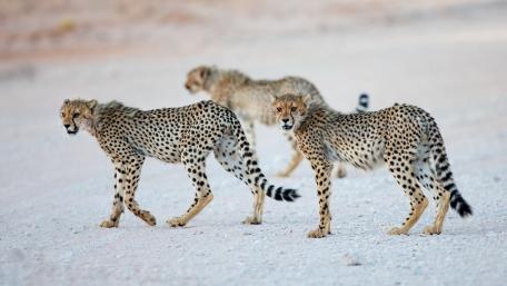 Cheetah Trio Crossing the Pale Savanna in Silent Coordination wallpaper