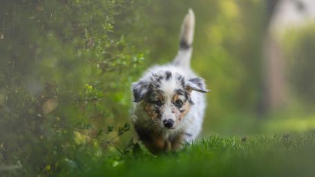 Curious Australian Shepherd Puppy Exploring a Sunlit Garden Path wallpaper