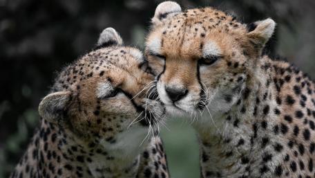 Tender Cheetah Pair Close Up in Crisp 4K Detail wallpaper