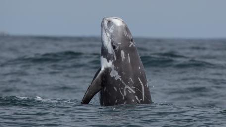 Scarred Risso Dolphin Rising Through Calm Ocean Swells wallpaper