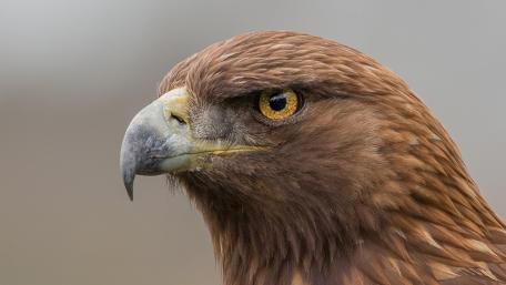Golden Eagle Profile With Fierce Amber Eye Focus wallpaper