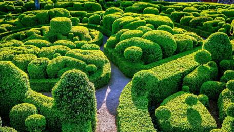 Sunlit Topiary Labyrinth in the Marqueyssac Gardens France wallpaper