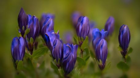 Velvety Blue Marsh Gentian Buds in Soft Meadow Light wallpaper