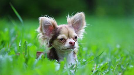 Tiny Long Haired Chihuahua Resting in Lush Green Grass wallpaper