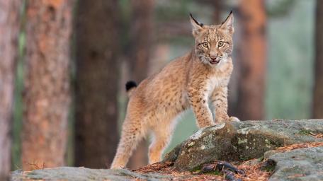 Curious Lynx Cub Standing Proud on Forest Rocks wallpaper