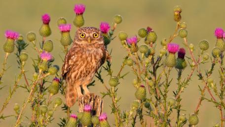 Little Owl Among Thistle Blooms in Crisp 4K Detail wallpaper
