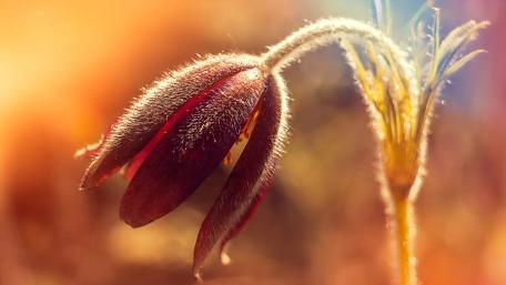 Golden Dawn Over a Velvet Pasque Flower wallpaper