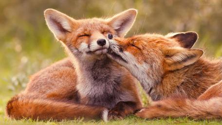 Tender Red Fox Cub Nuzzle in Sunlit Meadow wallpaper