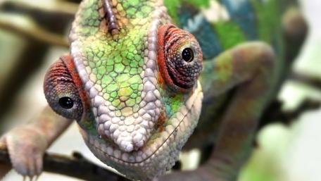 Mesmerizing Chameleon Close Up With Vivid Scales and Curious Gaze wallpaper