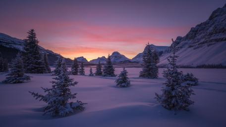 Purple Winter Dawn Over Snowy Pines in Banff National Park wallpaper
