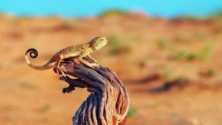 Desert Sentinel Phrynocephalus mystaceus on Sunlit Driftwood Perch wallpaper