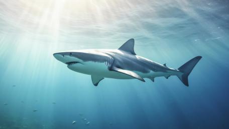 Majestic Shark Gliding Through Sunlit Blue Ocean Depths wallpaper