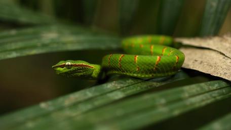 Emerald Serpent Resting on Jungle Leaves in Crisp 5K Detail wallpaper