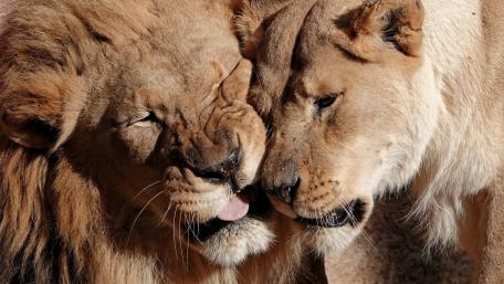 Tender Lion Couple Nuzzling in Golden Light Wildlife Close Up Wallpaper wallpaper