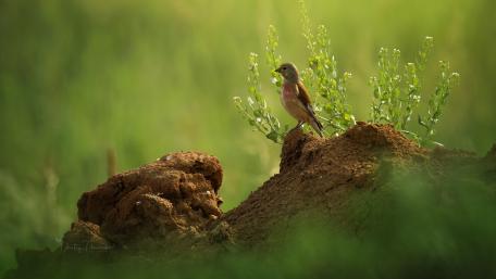 Linnet Songbird Resting on Sunlit Earth Mound in Green Meadow wallpaper