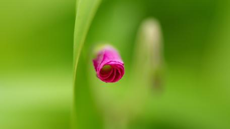 Pink Oxalis Bud in Soft Focus Against Lush Green Background wallpaper