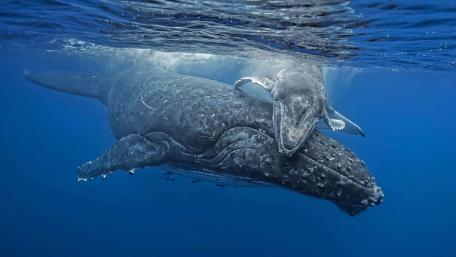 Gentle Humpback Mother and Calf Drifting in Sunlit Blue Ocean wallpaper