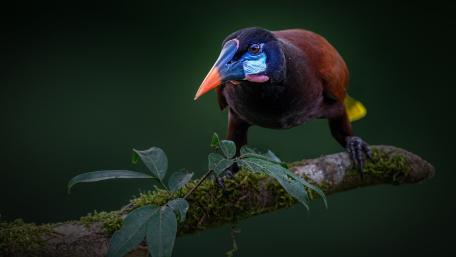 Montezuma Oropendola Perched in Shadowed Rainforest Calm wallpaper