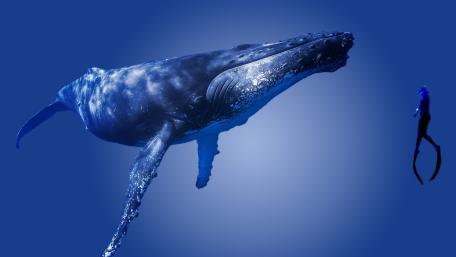 Majestic Humpback Whale Gliding Through Deep Blue Silence wallpaper