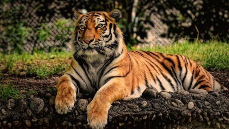 Regal Tiger Resting in Sunlit Grassland Sanctuary wallpaper
