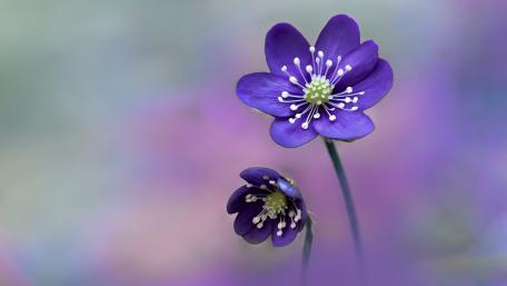 Violet Hepatica Nobilis Blossom in Soft Spring Bokeh wallpaper