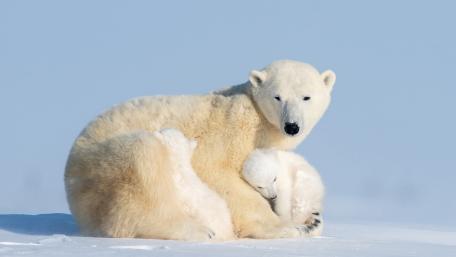 Polar Bear Mother and Cub Resting Together on Arctic Snow wallpaper