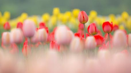 Soft Focus Spring Tulip Field in Pastel and Scarlet Glow wallpaper