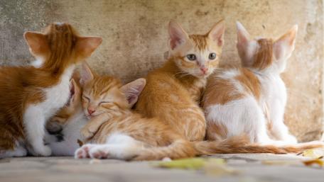 Cozy Ginger Kittens Cuddling in Soft Afternoon Light wallpaper