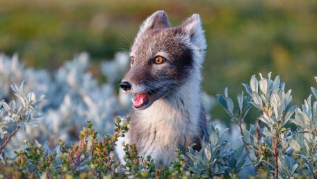 Arctic Fox Portrait Among Tundra Shrubs at Golden Hour wallpaper