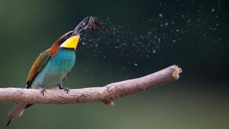 Vibrant European Bee Eater Merops apiaster with Captured Prey in Flight wallpaper