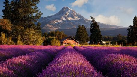 Lavender Fields with Mount Hood Majesty wallpaper