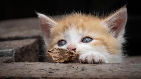 Curious Ginger Kitten Playing With a Dry Leaf Close Up Wallpaper wallpaper