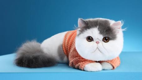 Cozy Sweater Kitty on Blue Minimal Background wallpaper