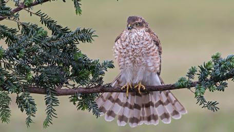 Sharp Shinned Hawk Perched Calmly Among Evergreen Boughs wallpaper