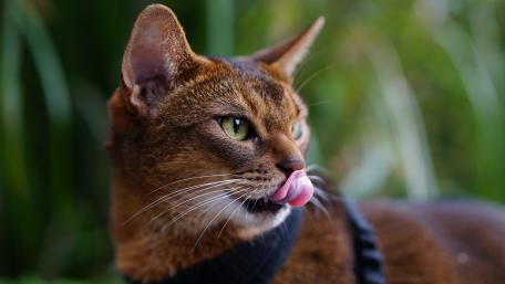 Abyssinian Cat Closeup in Lush Green Garden Glow 5K wallpaper