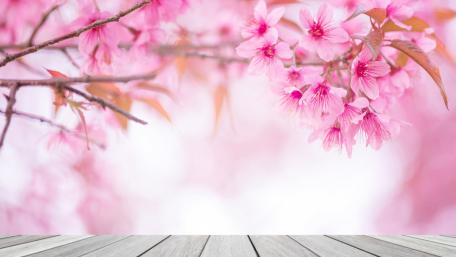 Soft Sakura Blossoms in Dreamy Pink Spring Bokeh 4K wallpaper