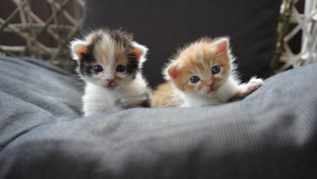 Snuggled Twin Kittens Resting on Soft Gray Cushion wallpaper