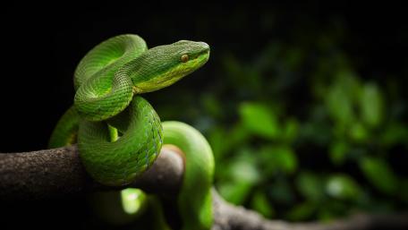 Emerald Tree Serpent Coiled on a Shadowed Branch wallpaper