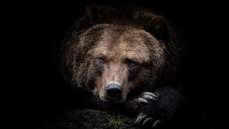 Shadowed Grizzly Portrait on Deep Black Background 4K wallpaper