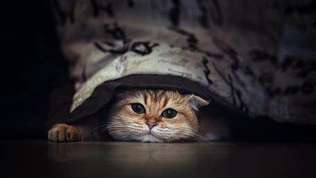 Cozy Hide and Seek Catling Under the Blanket in 4K wallpaper