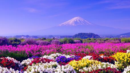 Mount Fuji Above a Vibrant Summer Flower Field in Japan wallpaper
