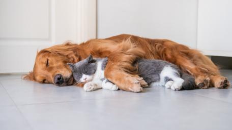 Golden Retriever and Gray White Cat Sleeping in Cozy Friendship wallpaper