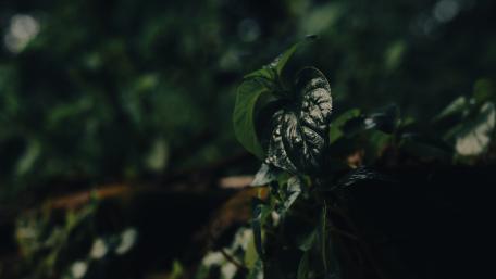 Dark Nature wallpaper