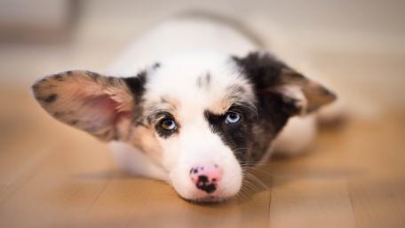 Big Eared Puppy with Dreamy Eyes Soft Focus Wallpaper wallpaper