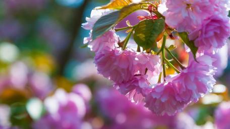 Soft Sakura Blooms in Sunlit Spring Close Up wallpaper