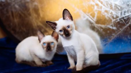 Blue Eyed Siamese Kittens in Warm Light wallpaper
