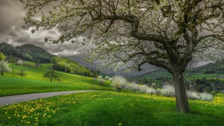 Blossoming Orchard Over Rolling Spring Meadows and Distant Hills wallpaper