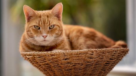 Ginger European Shorthair Cat Resting in a Woven Basket 5K wallpaper